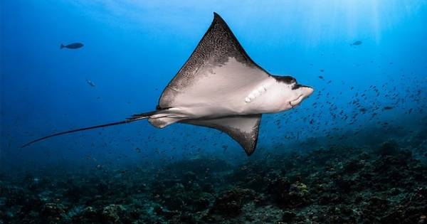 HOLIDAY INN RESORT KANDOOMA MALDIVES CELEBRATES THIRD ANNUAL MANTA MONTH